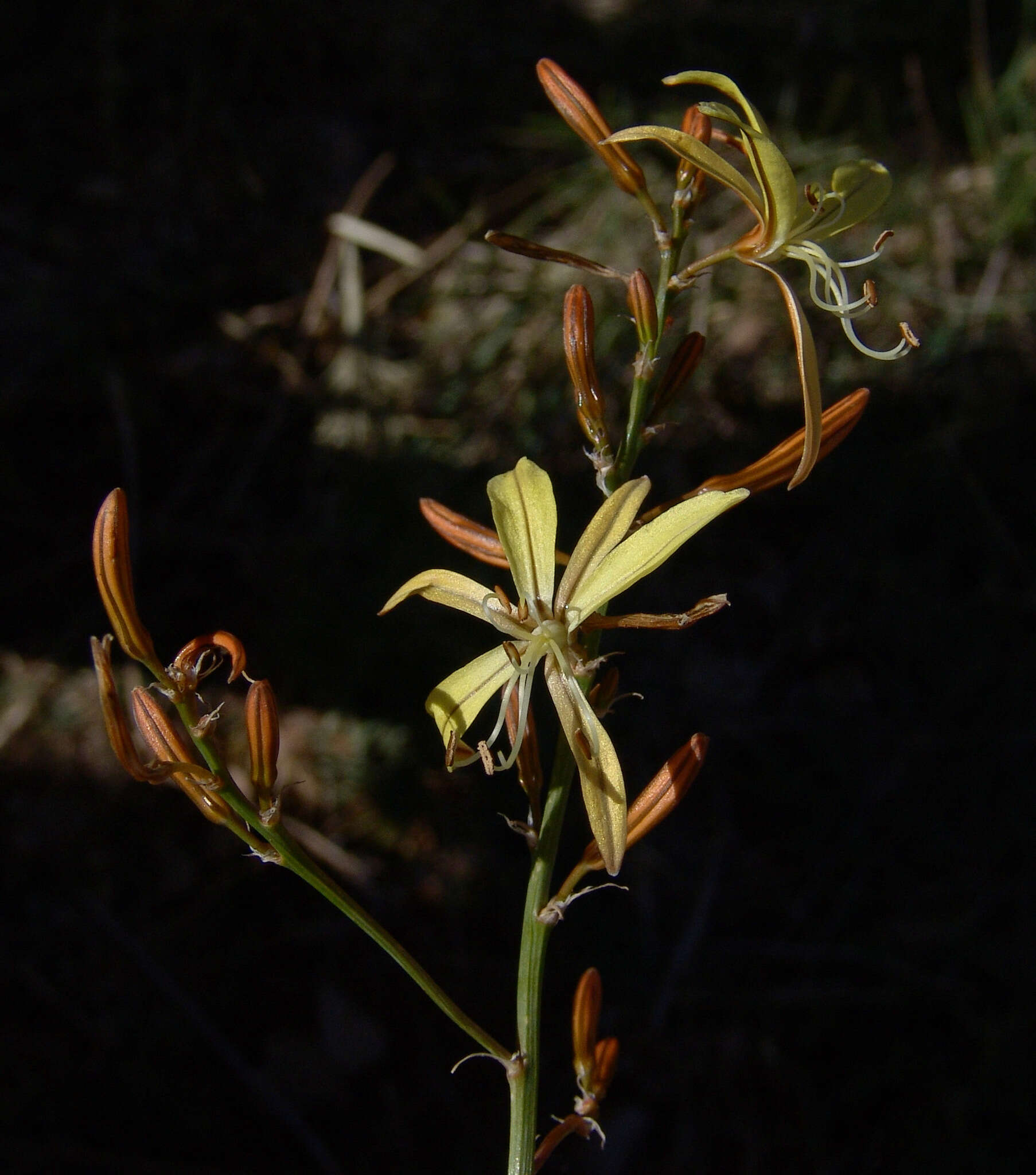 Asphodeline brevicaulis (Bertol.) J. Gay ex Baker的圖片