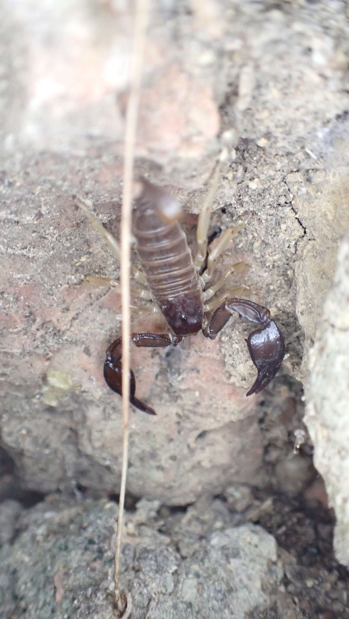 Euscorpius flavicaudis (De Geer 1778) resmi