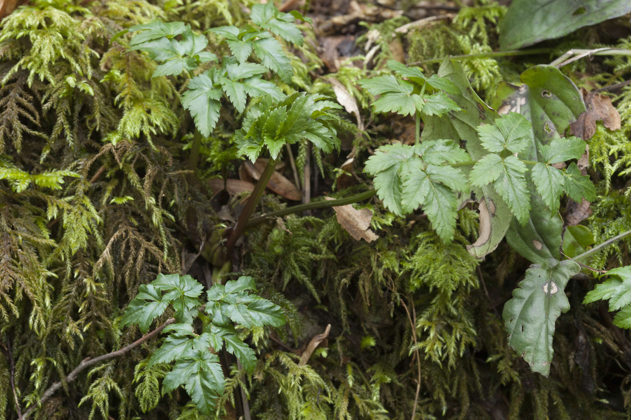 Cervaria aegopodioides (Boiss.) resmi