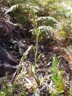 Imagem de Calochilus campestris R. Br.