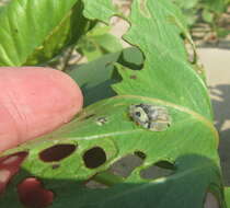 Image of Aspidimorpha (Megaspidomorpha) puncticosta Boheman 1854