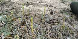 Image of Dillenius' speedwell