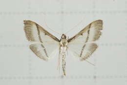 Image of Bradina diagonalis Guenée 1854