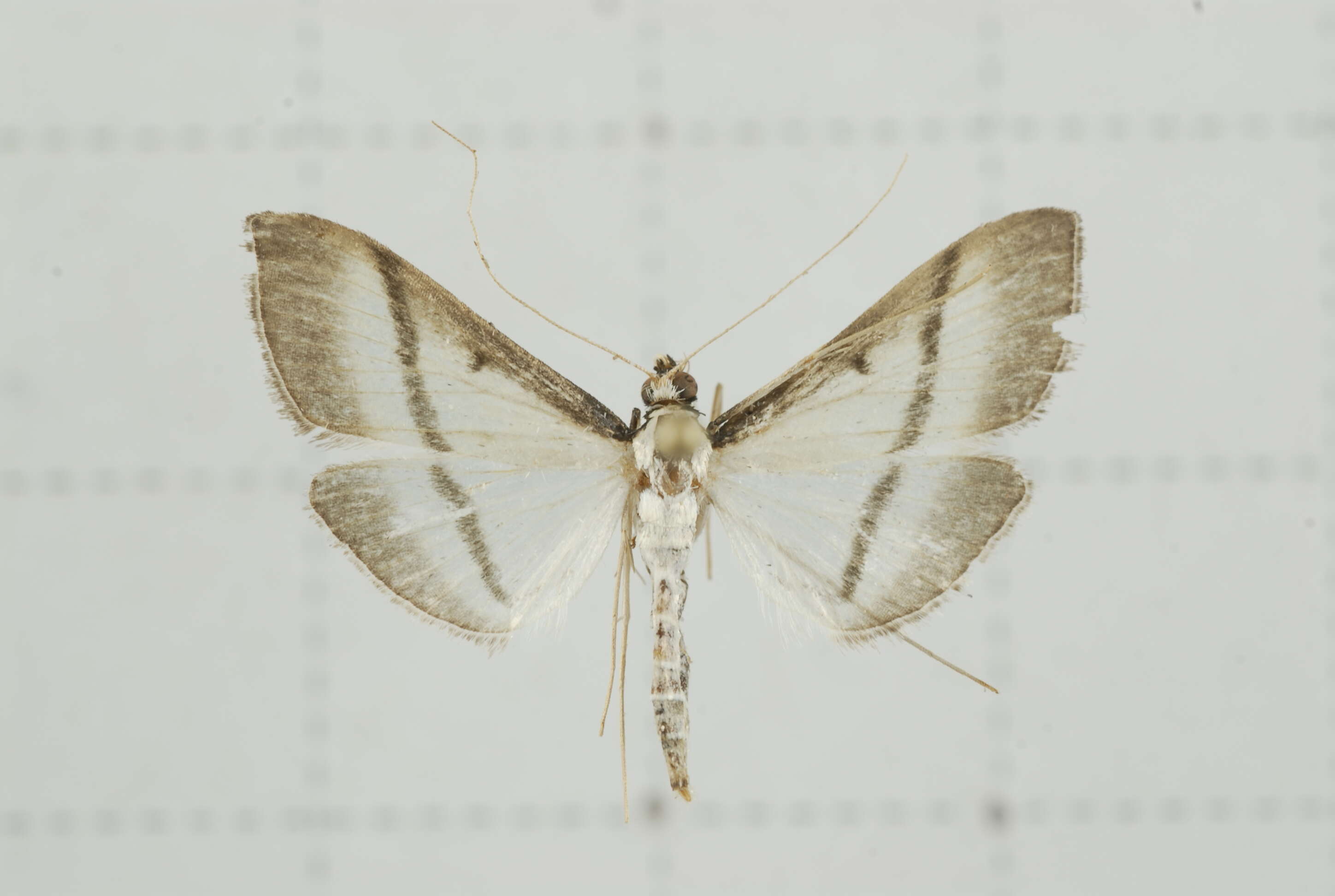 Image of Bradina diagonalis Guenée 1854