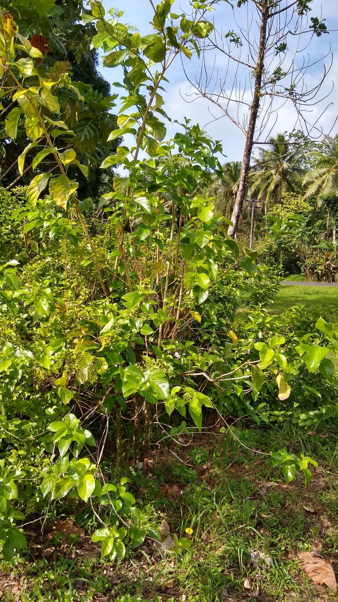 Image of Premna obtusifolia R. Br.