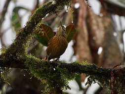 Image of Scaly-throated Foliage-gleaner