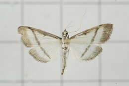 Image of Bradina diagonalis Guenée 1854