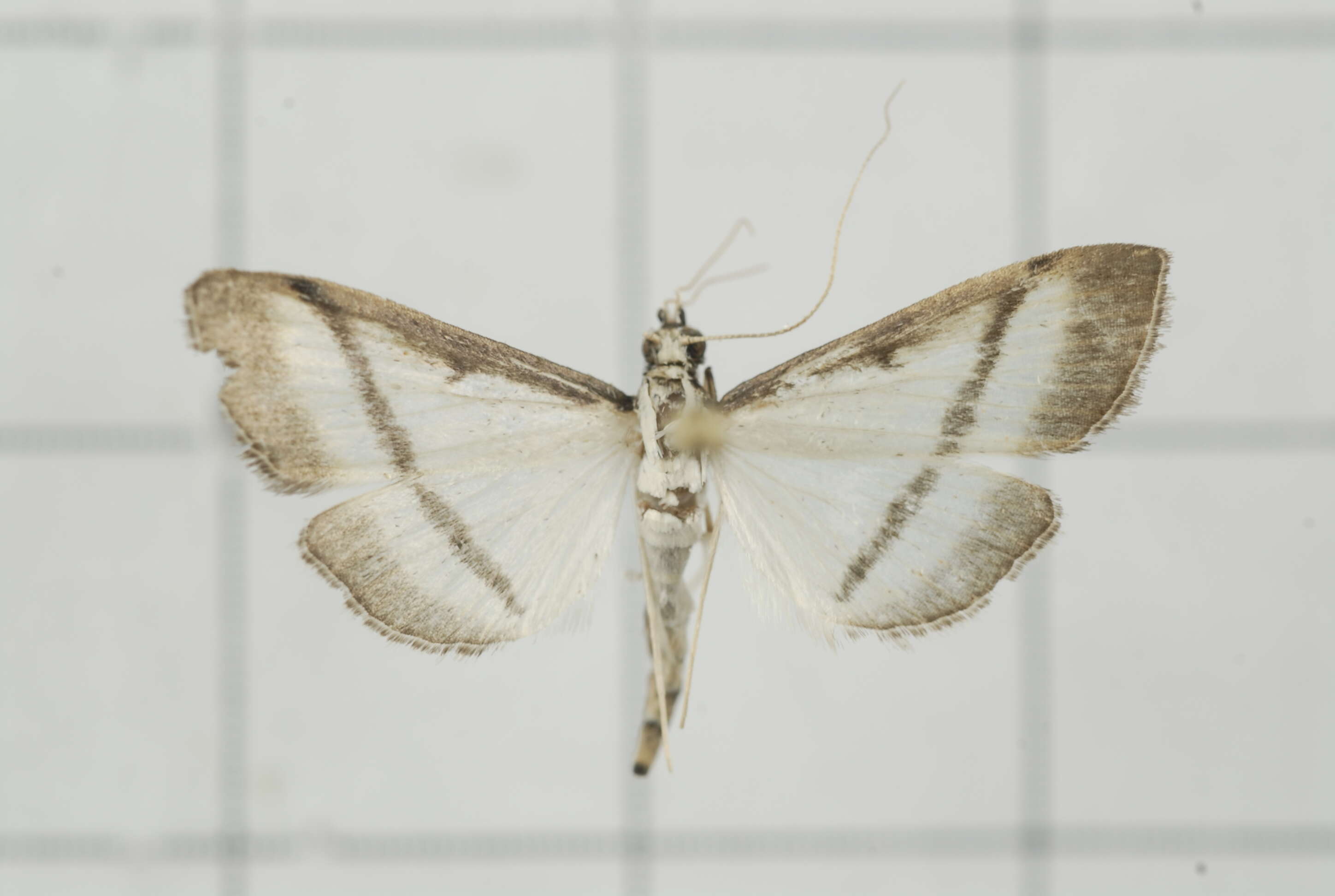 Image of Bradina diagonalis Guenée 1854