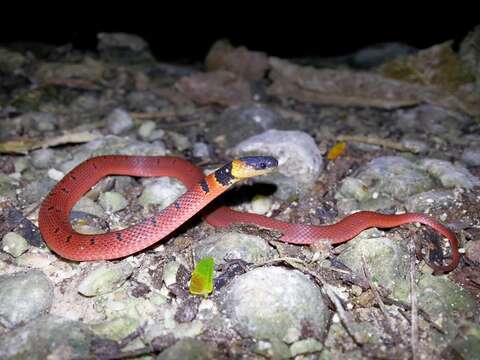 Image of Redback Coffee Snake