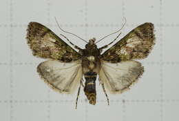 Image of Teliphasa nubilosa Moore