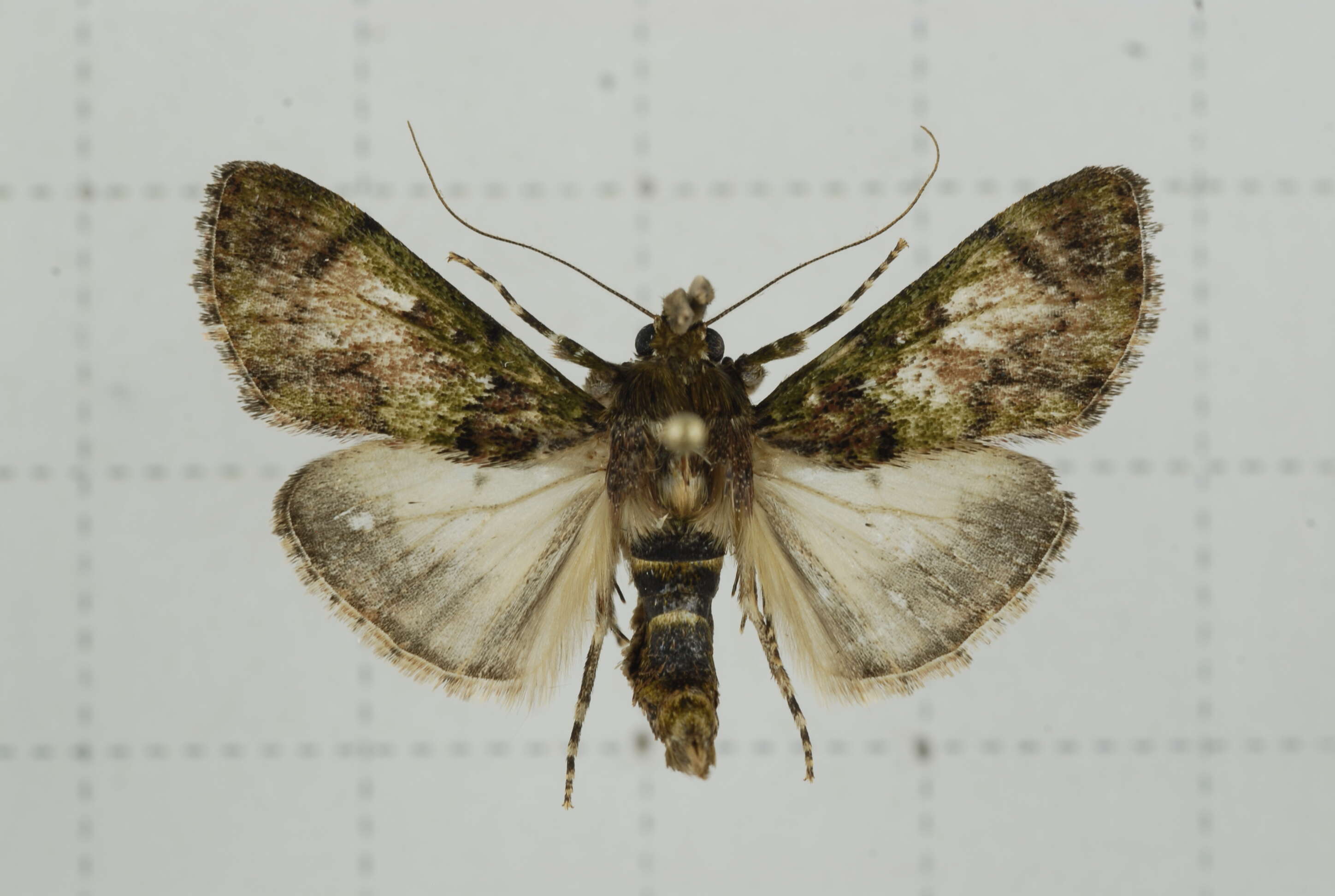 Image of Teliphasa nubilosa Moore