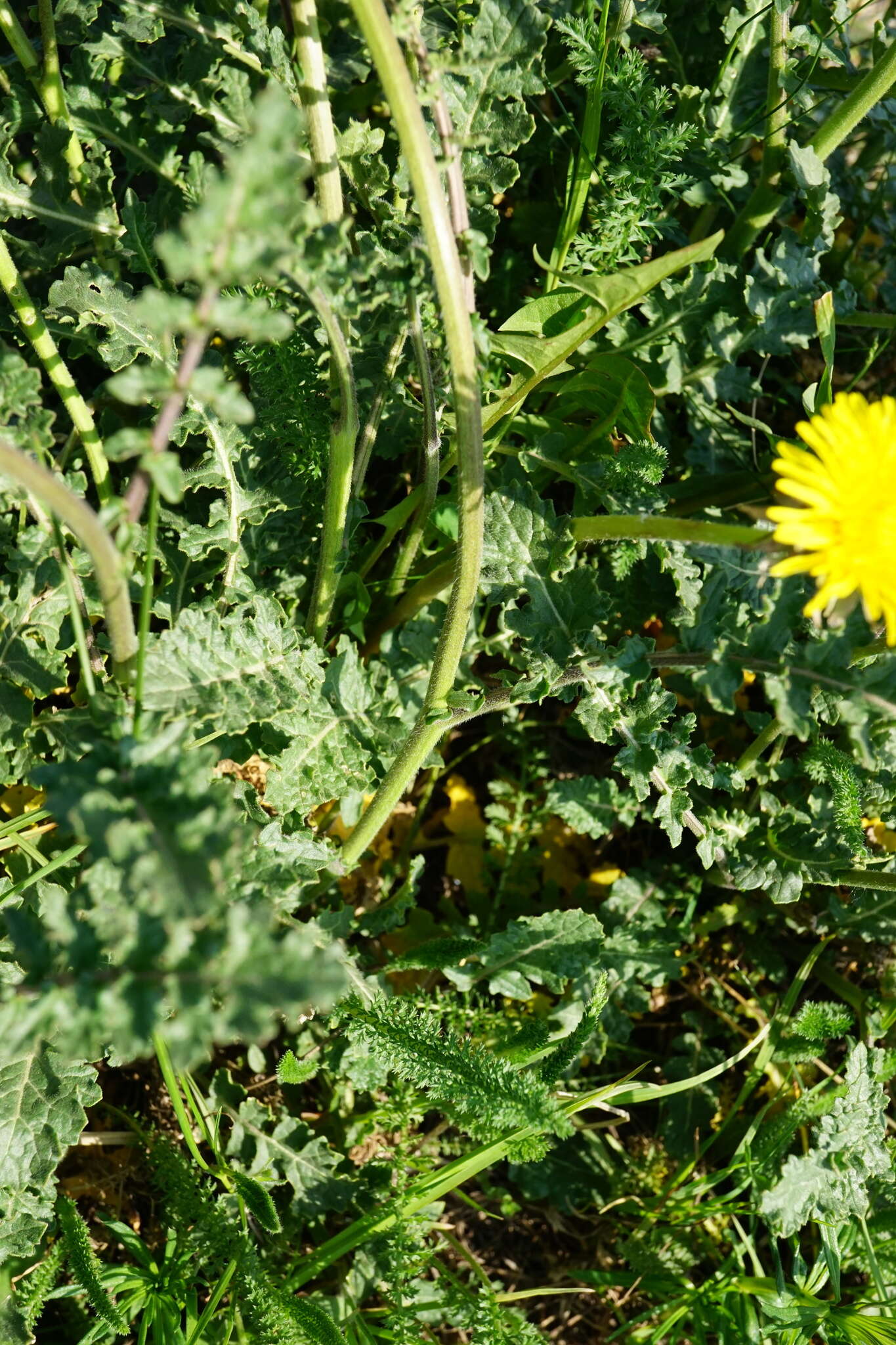 Image of Erucastrum nasturtiifolium (Poir.) O. E. Schulz