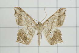 Image of Semiothisa emersaria Walker 1861