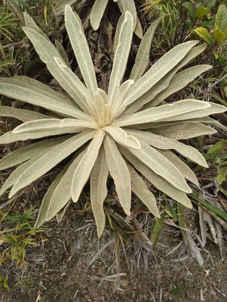 Imagem de Espeletia aristeguietana Cuatrec.