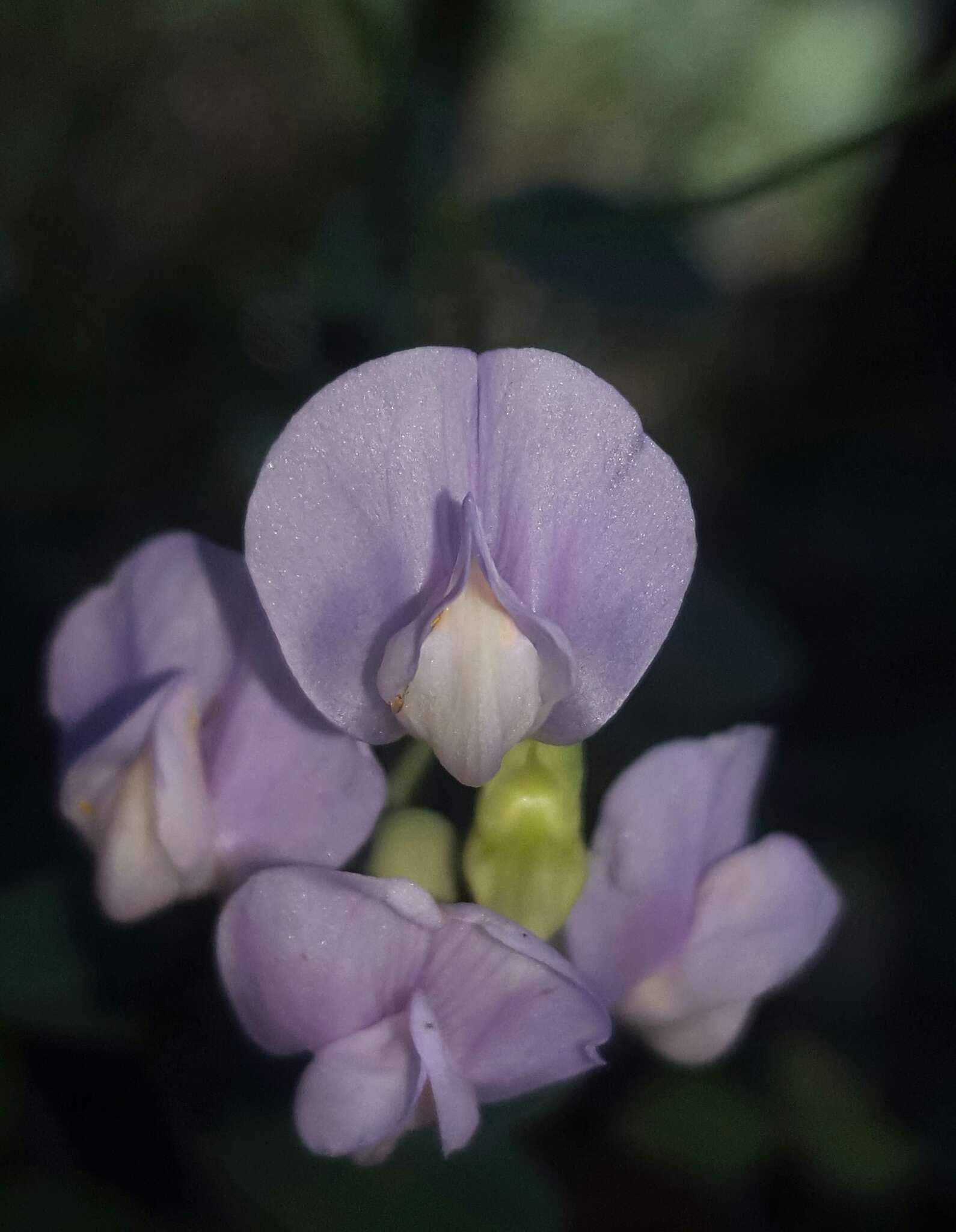 Imagem de Lathyrus nevadensis S. Watson