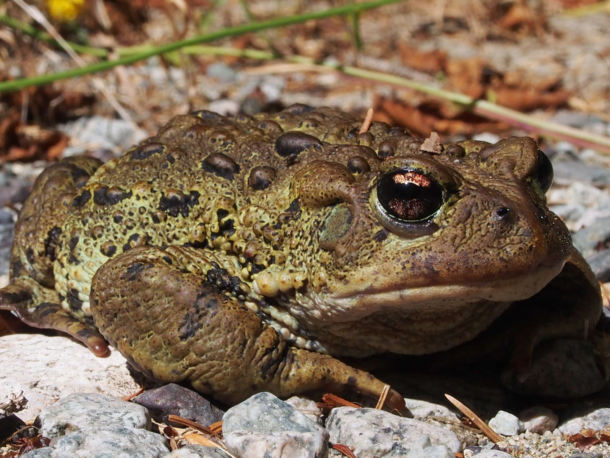 Image of Anaxyrus boreas boreas