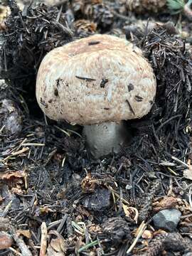 Image de Agaric blanc sanguinolent