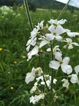 Imagem de Hesperis sibirica L.