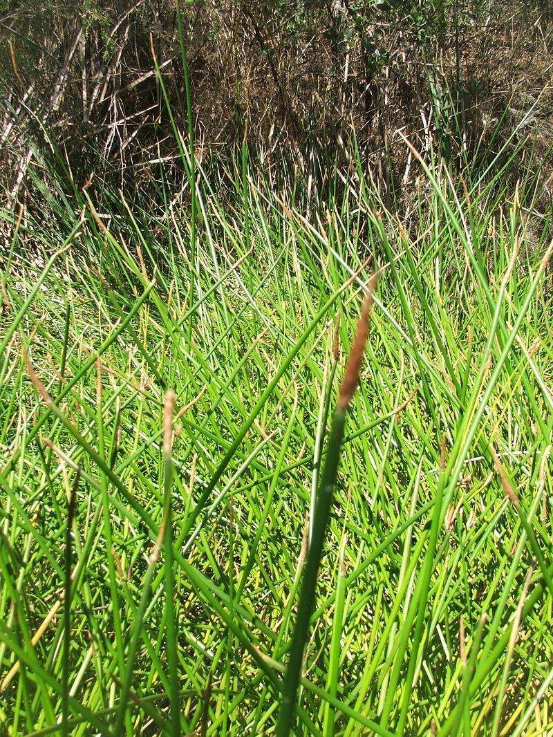 Imagem de Eleocharis limosa (Schrad.) Schult.