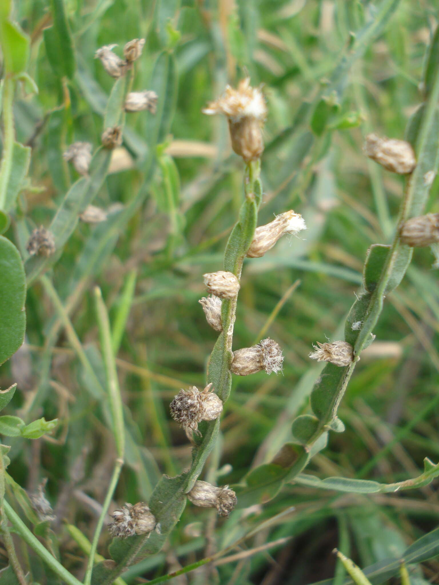 Plancia ëd Baccharis crispa Spreng.