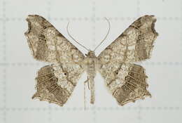 Image of Semiothisa emersaria Walker 1861