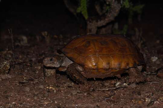 Image of Gopherus evgoodei Edwards, Karl, Vaughn, Rosen & Meléndez-Torres