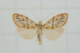 Image of Miltochrista acteola (Swinhoe 1903)