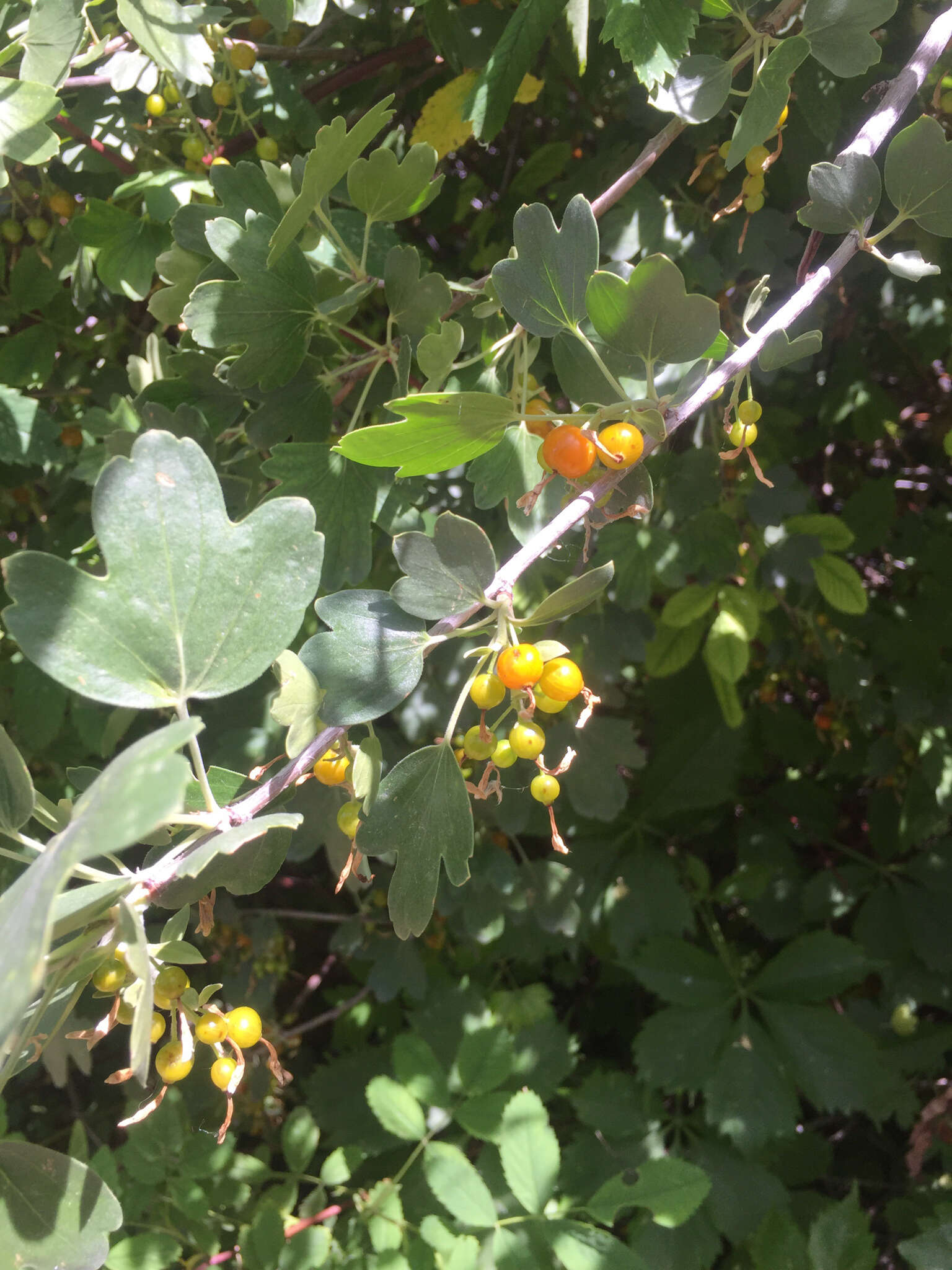 Image of golden currant