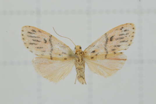 Image of Miltochrista acteola (Swinhoe 1903)
