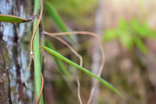 Image of Vanilla bicolor Lindl.