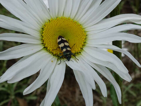 Image of Castiarina interstitialis (Carter 1931)