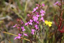 Image de Stylidium productum M. M. Hindmarsh & D. F. Blaxell