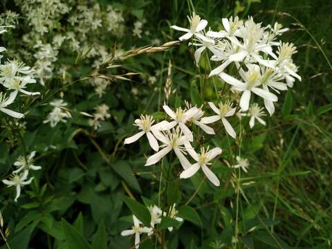 Clematis terniflora var. mandshurica (Rupr.) Ohwi resmi