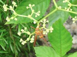 Image of Polistes japonicus de Saussure 1858