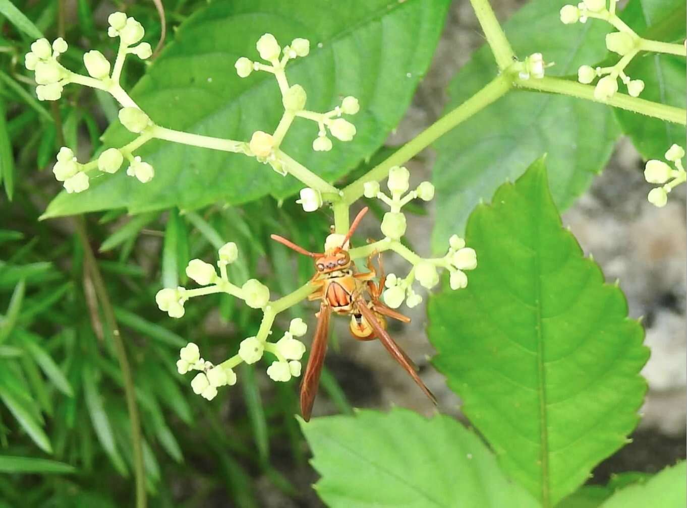 Image of Polistes japonicus de Saussure 1858