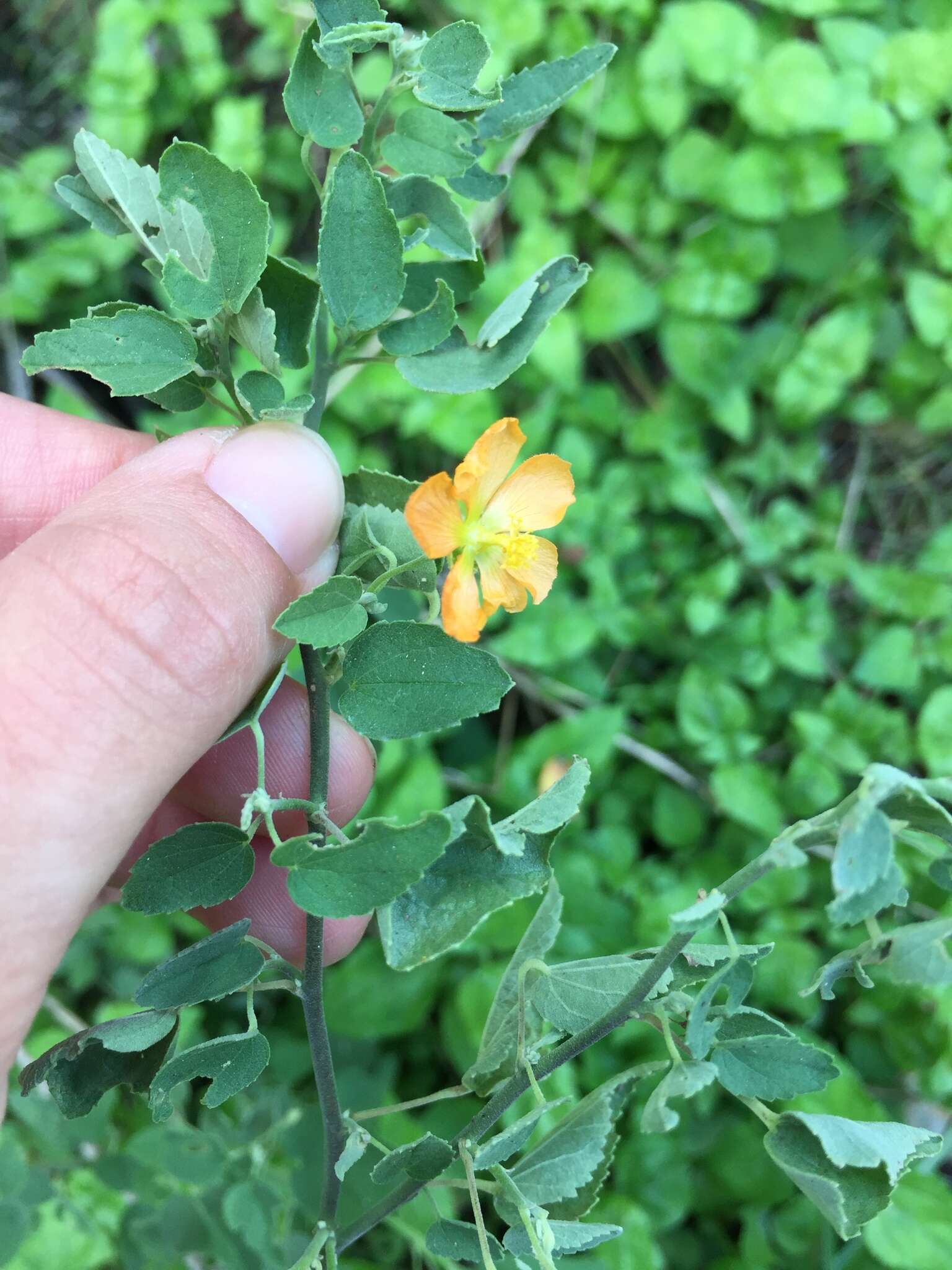 Image of Texas Indian mallow