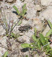 Plancia ëd Cicindela (Cicindela) oregona Le Conte 1856