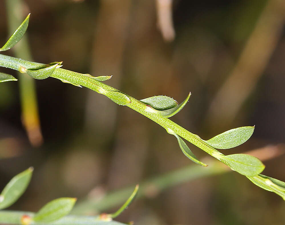 Image of spiny greasebush