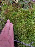 Image of Whip Broom Moss