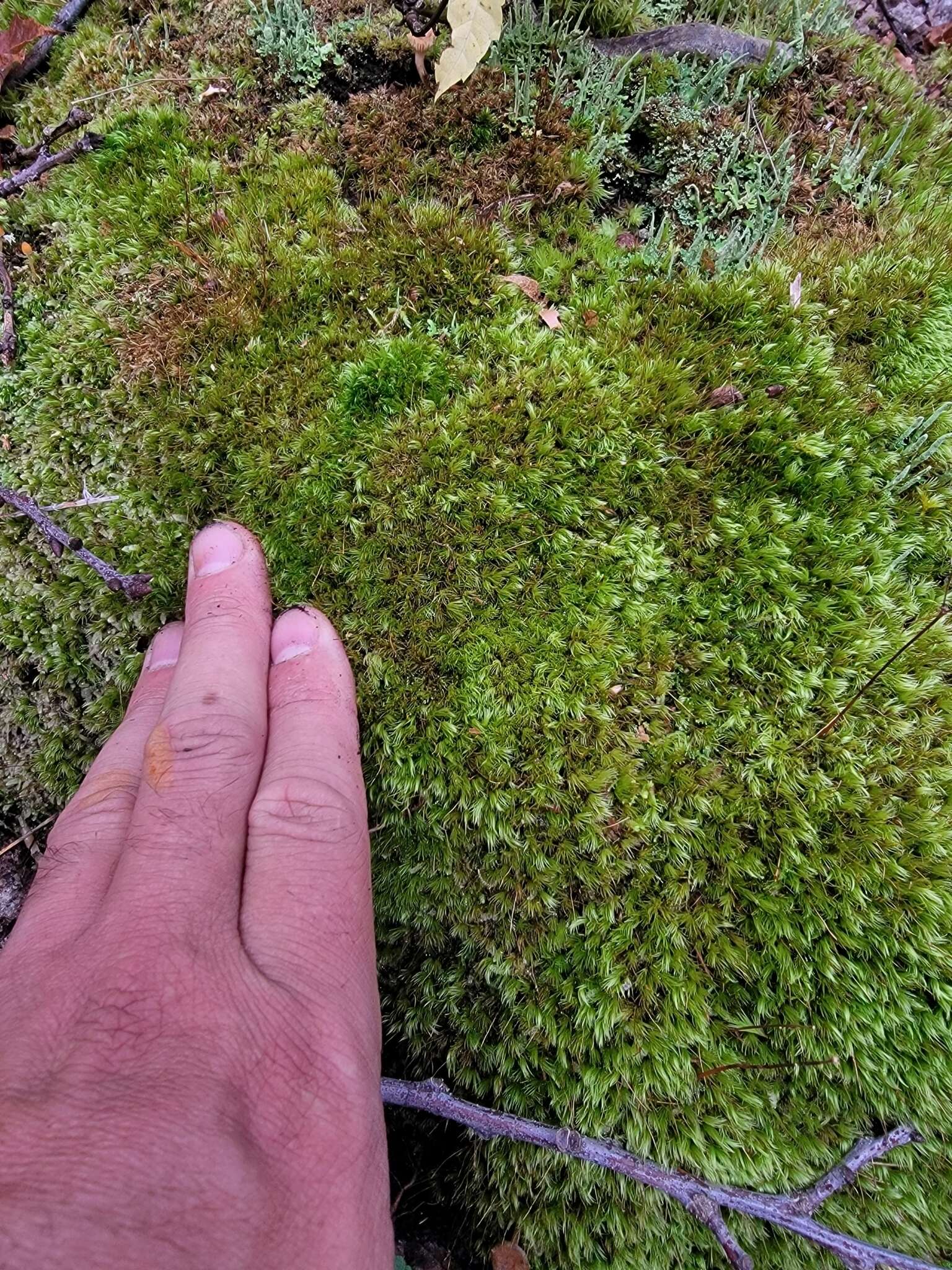 Image of Whip Broom Moss