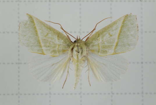 Image of Hylophilodes tsukusensis Nagano 1918