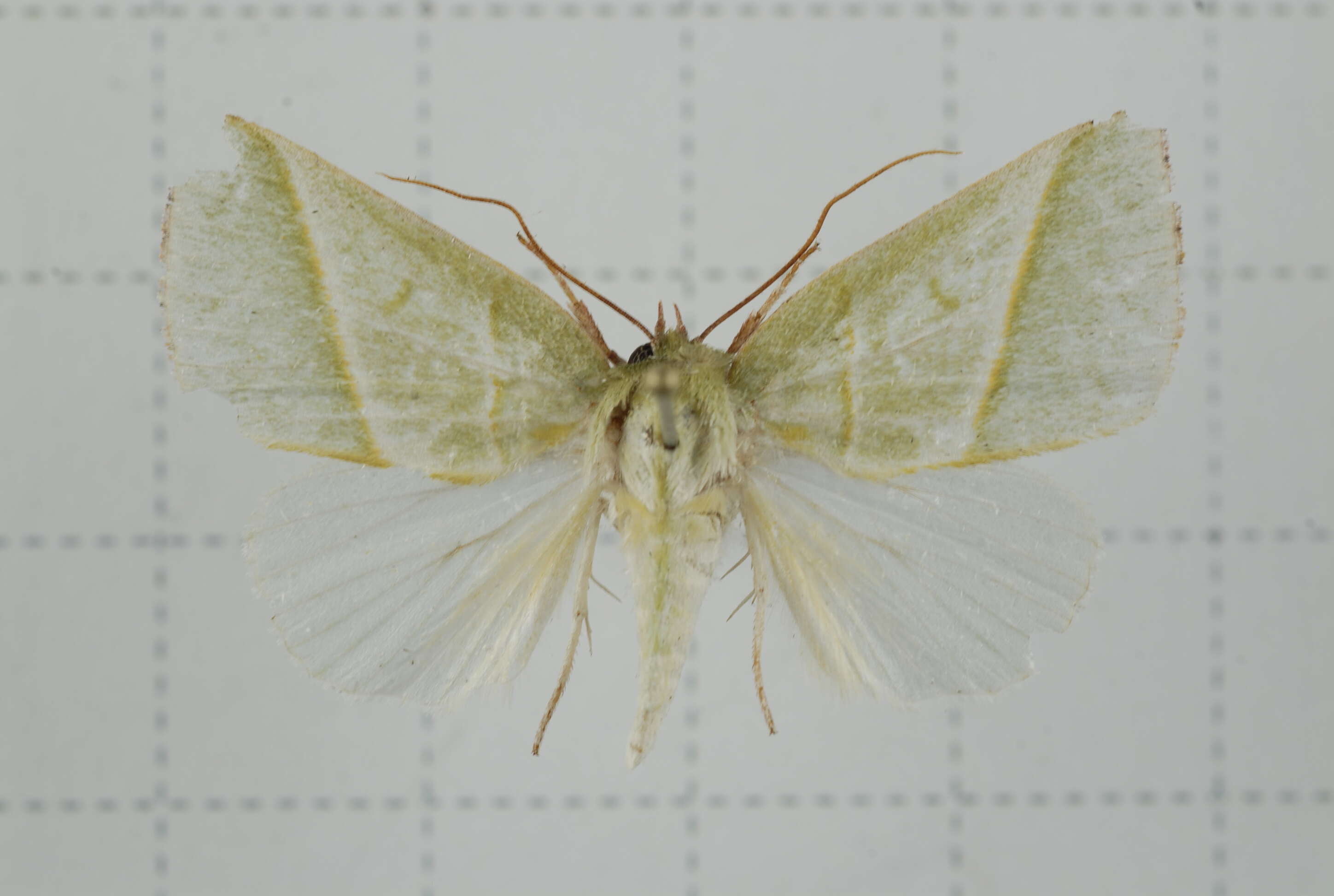 Image of Hylophilodes tsukusensis Nagano 1918