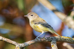 Image of Vireo bellii bellii Audubon 1844