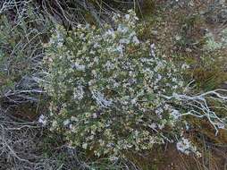 Image of Agathosma foetidissima (Bartl. & Wendl.) Steud.