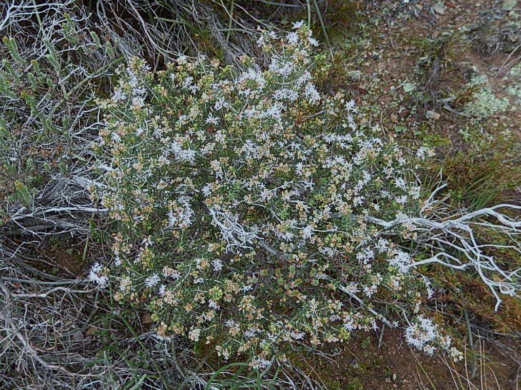 Image of Agathosma foetidissima (Bartl. & Wendl.) Steud.