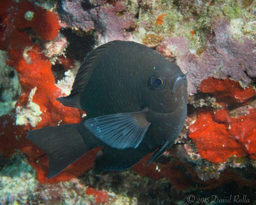 Image de Chromis verater Jordan & Metz 1912