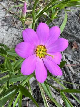 Image of marsh rose gentian