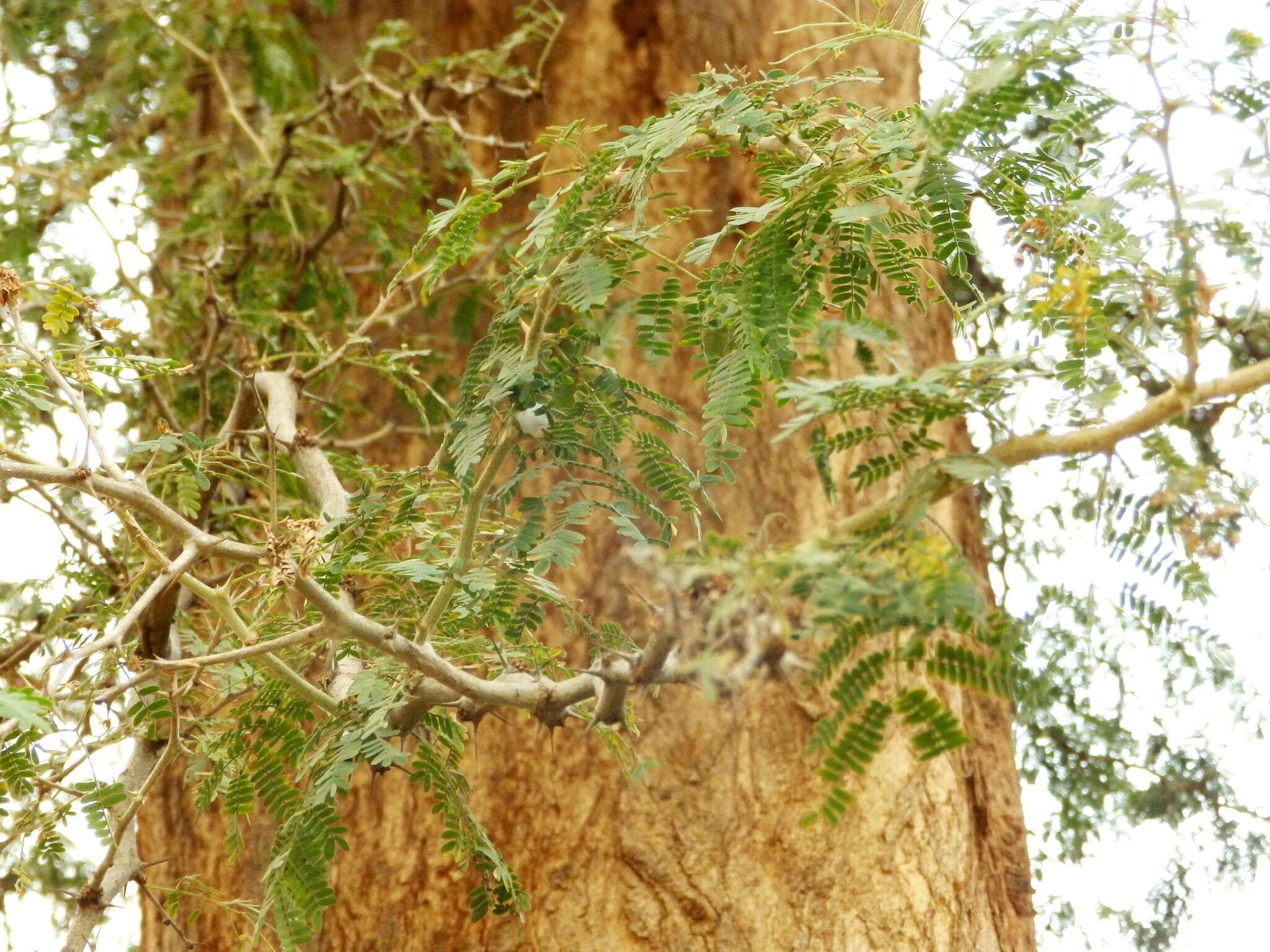 Image of acacia