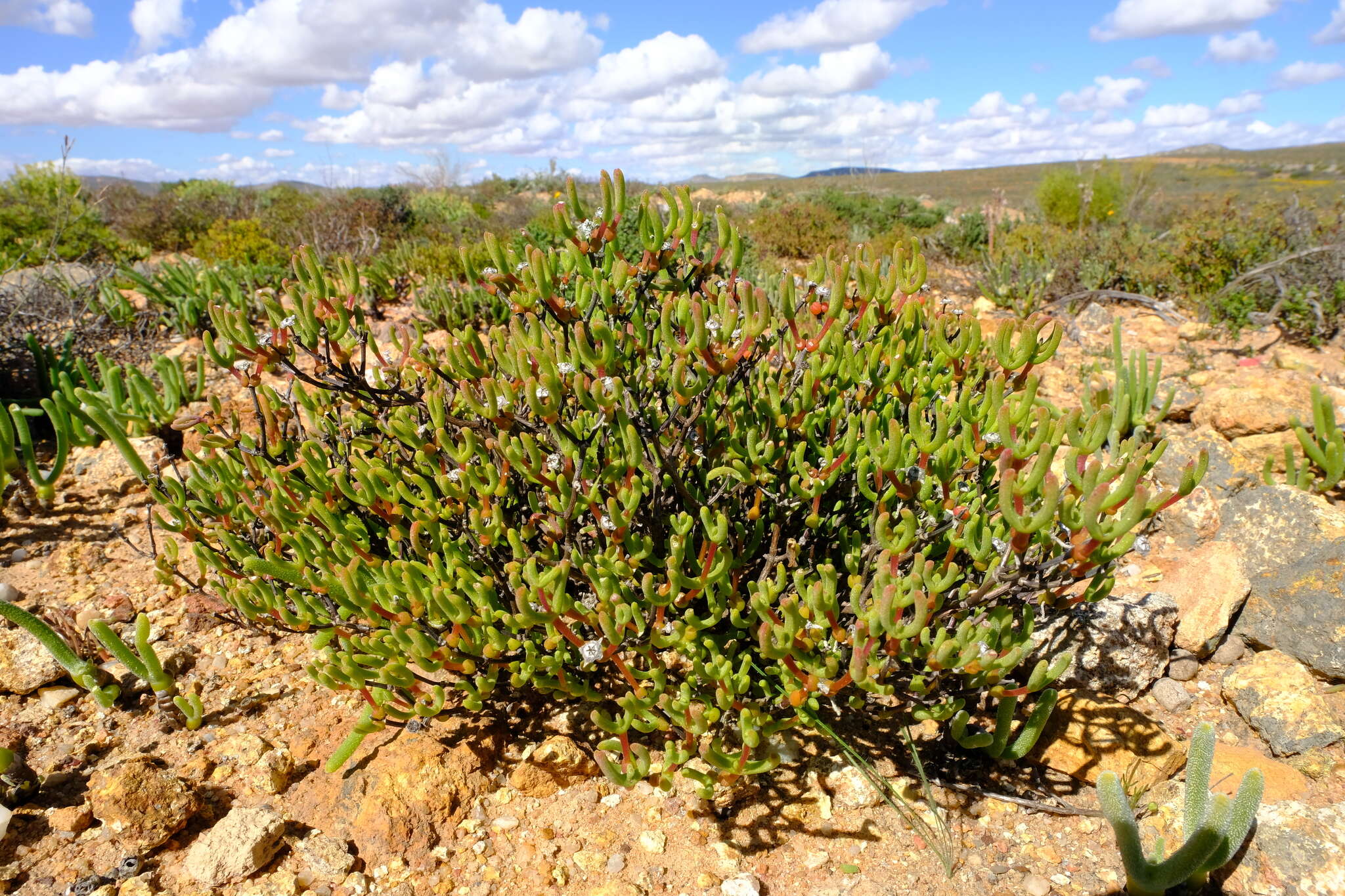 Imagem de Drosanthemopsis diversifolia (L. Bol.) Klak