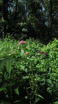 Image of swamp milkweed